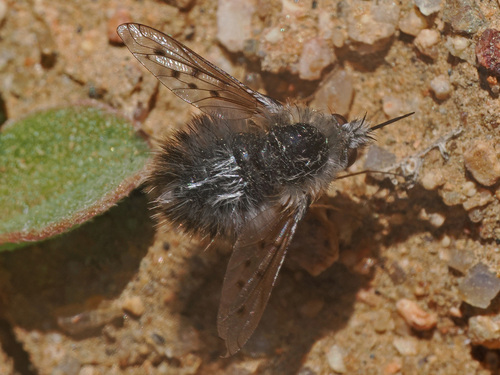 Australoechus punctifer