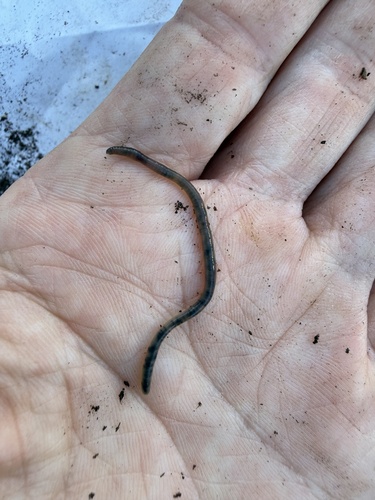 Dichogaster, 2025-12-19