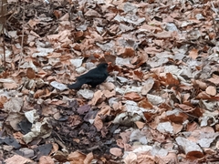 Turdus merula