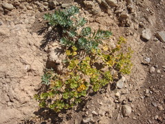 Euphorbia glareosa