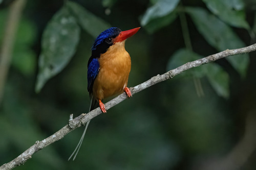 Buff-breasted Paradise Kingfisher (Tanysiptera sylvia), photo 5
