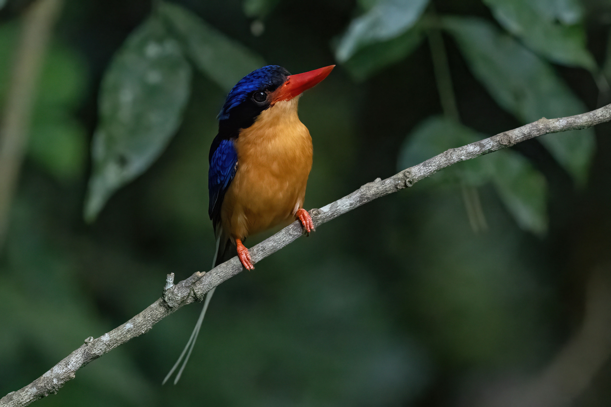 Buff-breasted Paradise Kingfisher (Tanysiptera sylvia), photo 3