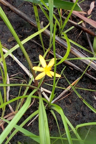 Curculigo pilosa