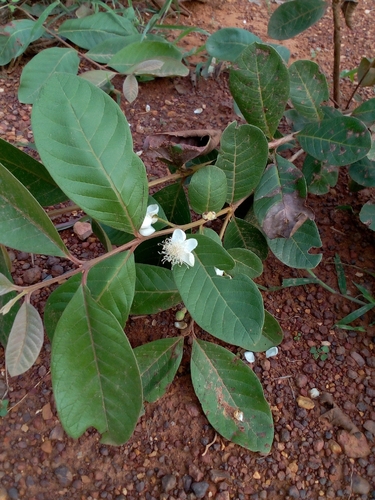 Common guava