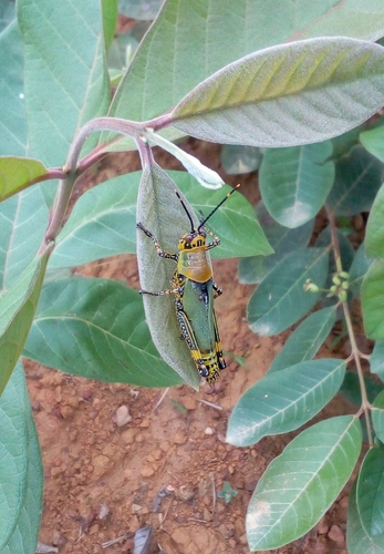 Variegated grasshopper