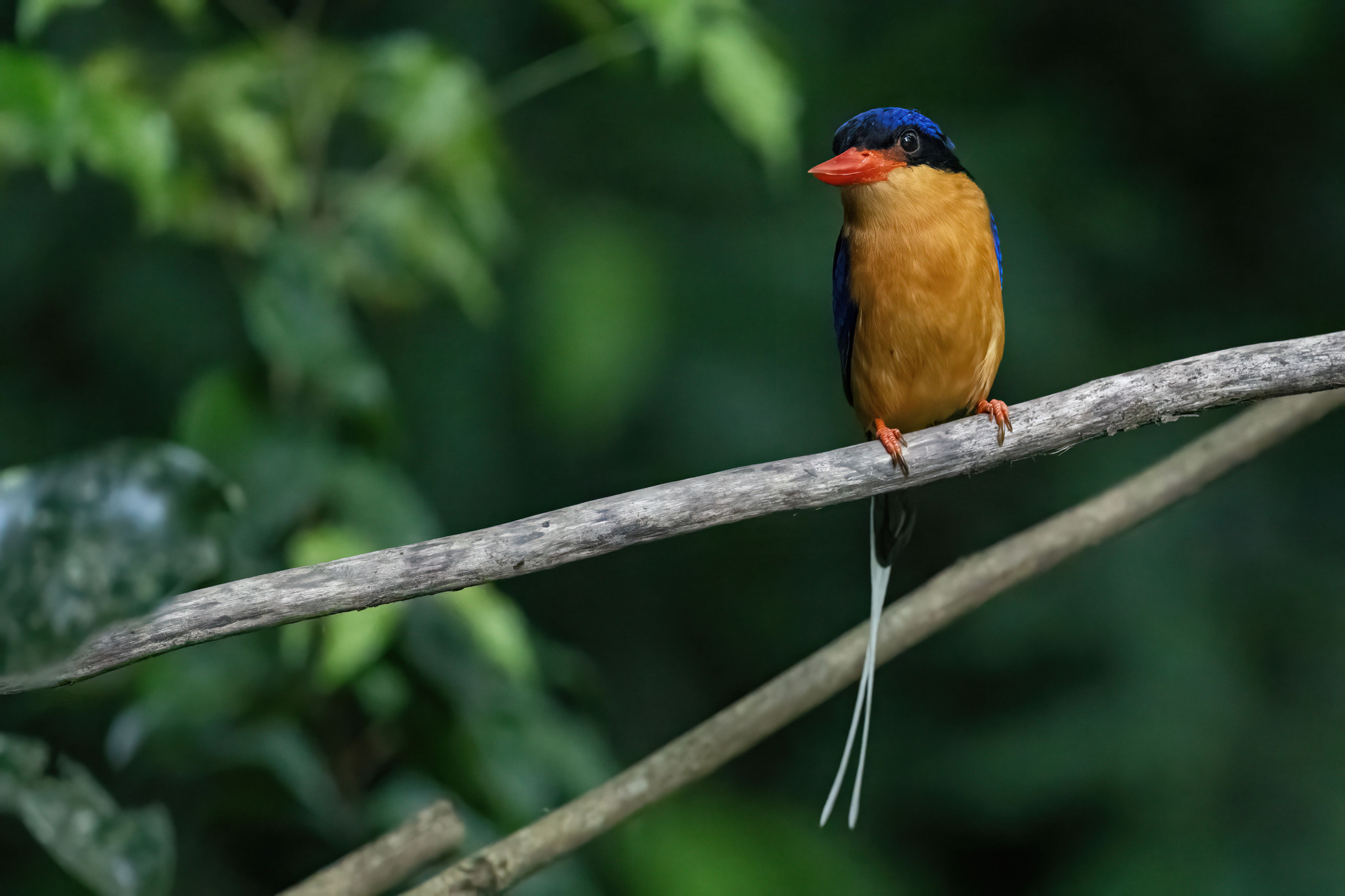 Buff-breasted Paradise Kingfisher (Tanysiptera sylvia), photo 4