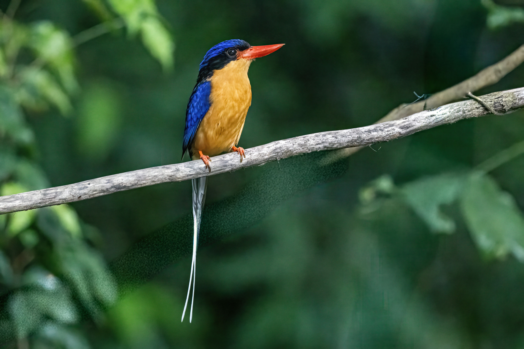 Buff-breasted Paradise Kingfisher (Tanysiptera sylvia), photo 5