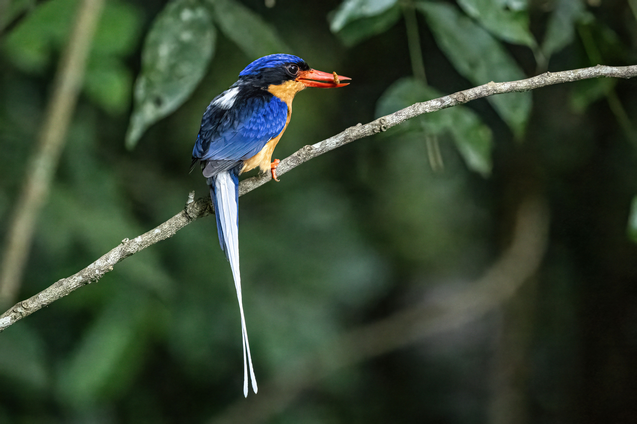 Buff-breasted Paradise Kingfisher (Tanysiptera sylvia), photo 6