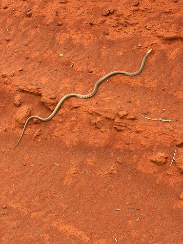 Western Brown Snake sighting