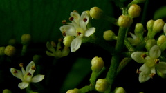 Zanthoxylum petiolare