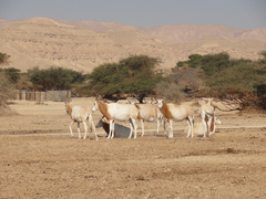 Oryx dammah