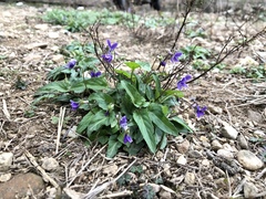 Viola philippica