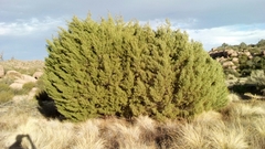Cupressus revealiana