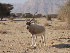 Addax nasomaculatus