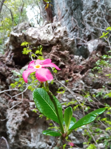 Pachypodium windsorii