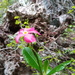 Pachypodium windsorii - Photo (c) nomentsoa, alguns direitos reservados (CC BY-NC), uploaded by nomentsoa