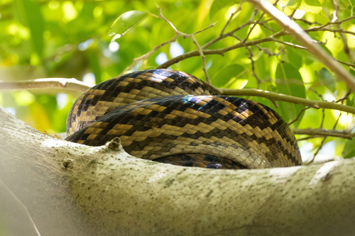 Australian Scrub Python sighting