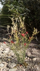 Ipomopsis tenuifolia