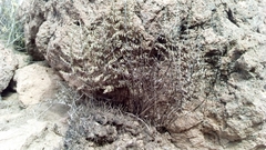 Pellaea mucronata mucronata