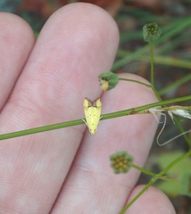 Gymnobathra flavidella