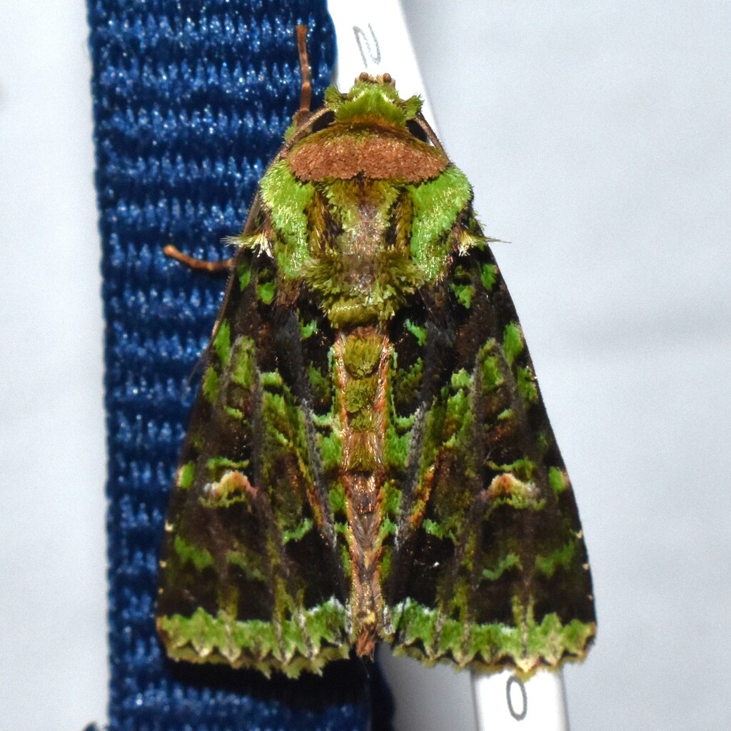 Heterochroma berylloides