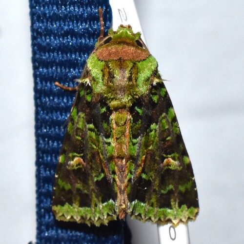 Heterochroma berylloides