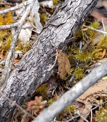 Uresiphita maorialis