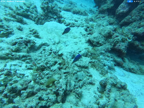 Canthigaster solandri