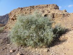 Zilla spinosa