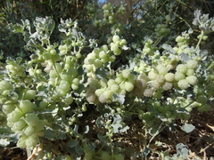Atriplex holocarpa