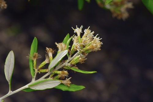 Chomonque (Nahuatlea hypoleuca)
