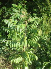 Rhus chinensis