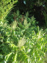 Rhus chinensis