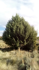 Cupressus revealiana