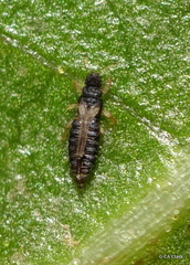 Thrips