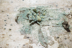 Lecanora symmicta