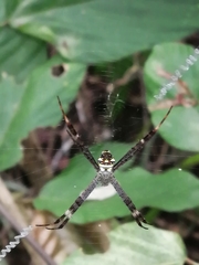 Argiope intricata