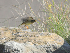 Phylloscopus schwarzi