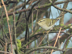 Phylloscopus inornatus