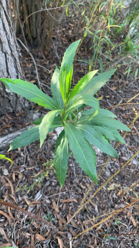 iNaturalist observation photo of mule fat