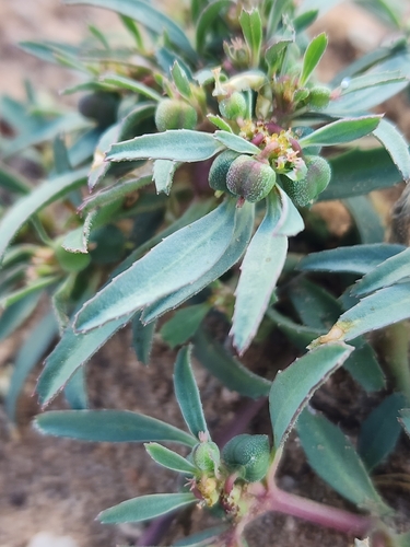 Euphorbia exstipulata