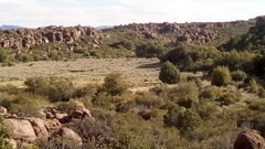 Cupressus revealiana