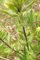 Castilleja parviflora albida