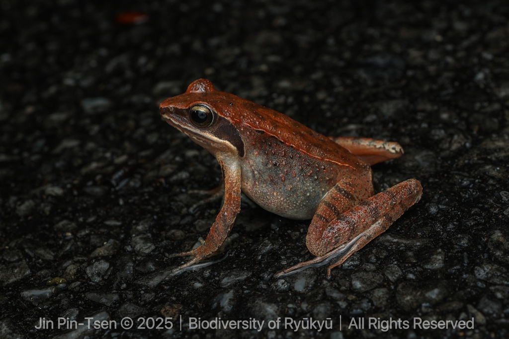 Ryukyu Brown Frog