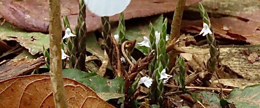 Elytraria acaulis; photograph author not stated, no rights reserved