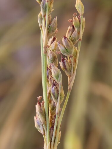 Rush (Juncus rigidus)