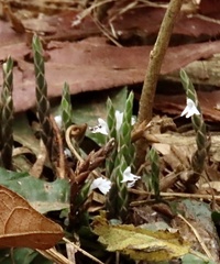 Elytraria acaulis