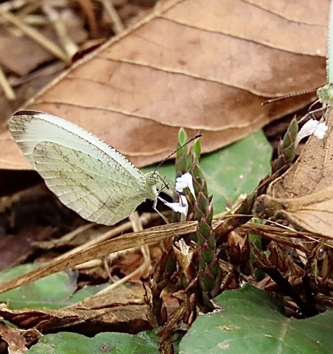 Elytraria acaulis, photograph 2