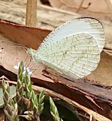 author not stated, no rights reserved Elytraria acaulis, photograph author not stated, no rights reserved