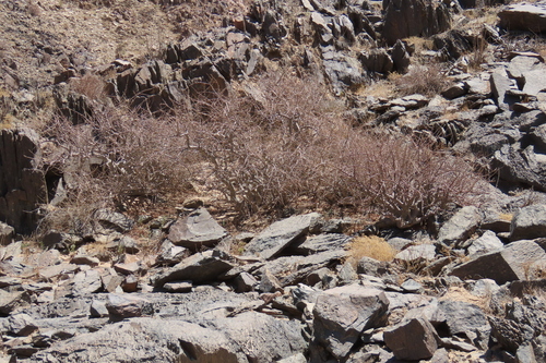 Commiphora cervifolia